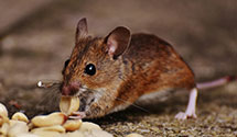 24 Hour & Emergency Exterminators in Prairie Farm, WI